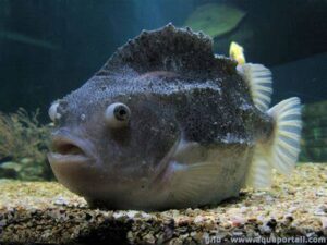 los peces mas feos del mundo