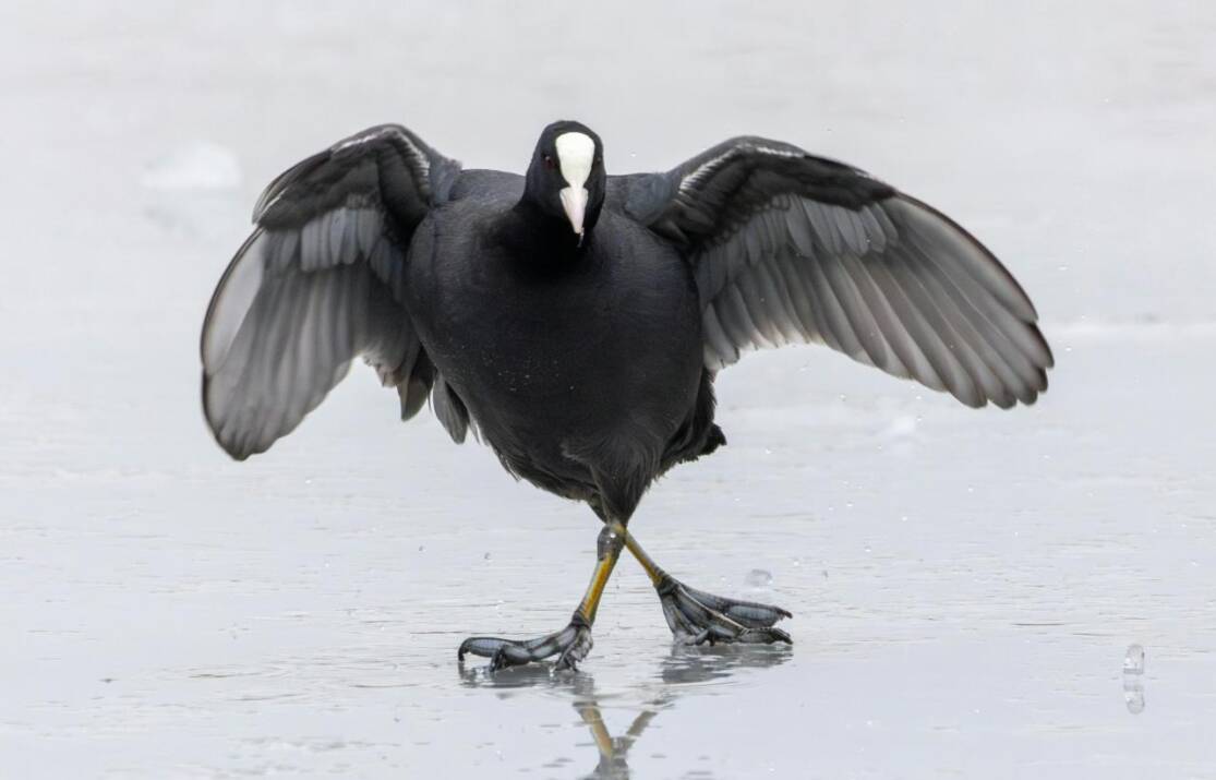 Estrategias efectivas para 'remar hacia atrás'